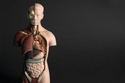Chest pain can occur if you are having problems with other parts of your body, including your spine, the back muscles and associated nerves