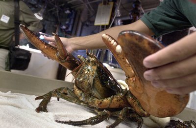 Aquarium staff restrains a sixteen pound lobster caught off the coast of Massachusetts