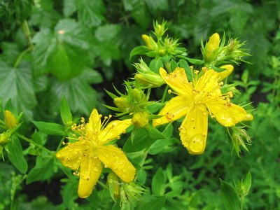 St. John’s Wort flowering