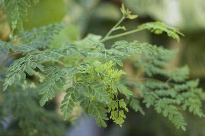 Morina tree leaves
