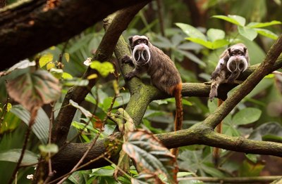 A pair of tamarin monkeys sit on tree branches in the rainforest.