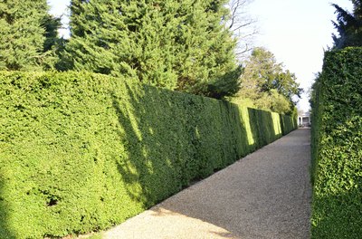Garden hedges lining a pathway