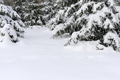 Evergreens in a snow covered backyard.