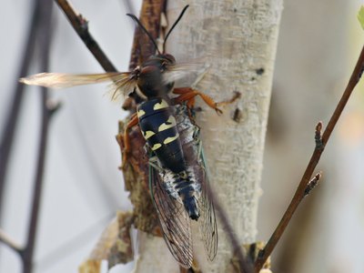 Close-up of a cicada killer wasp on a tree