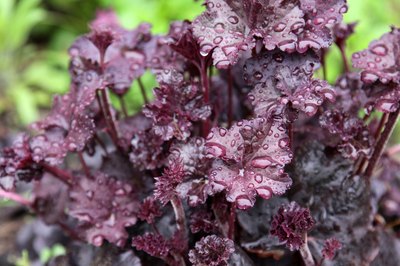 The purple leaves of a Heuchera Villosa plant.