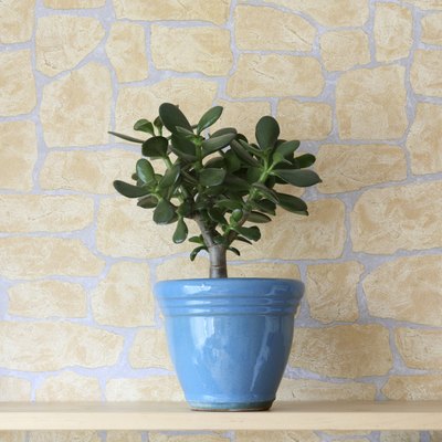 A Chinese money plant tree grows in a pot on an indoor shelf.