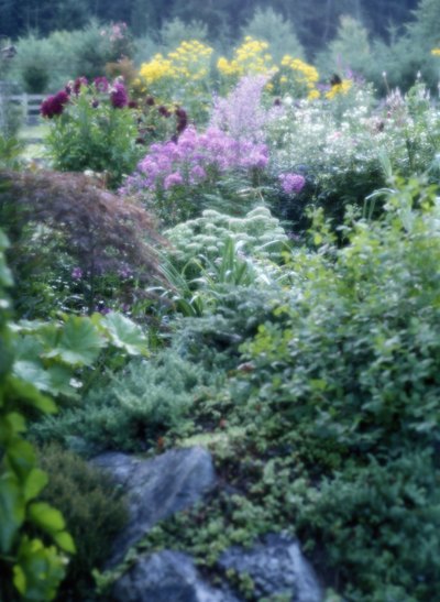 perennials
