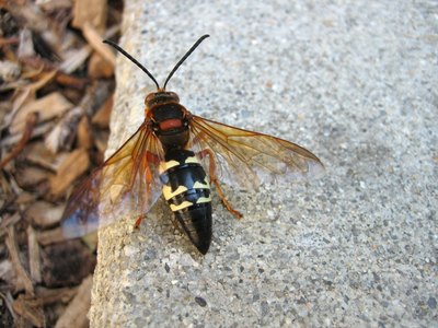 Close-up of a cicada killer wasp on a rock