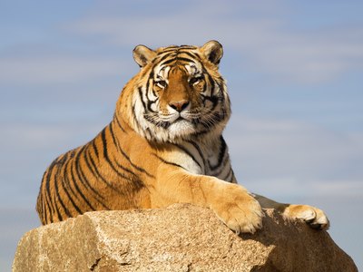 tiger on mountain cliff