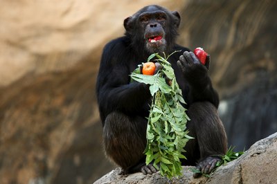 chimpanzee eating apples