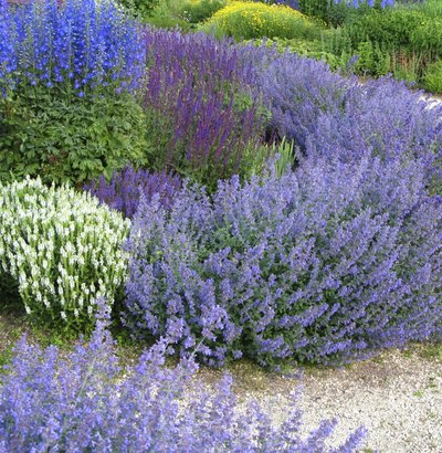 Catmint fronts borders in dependable, long-lasting blossoms.