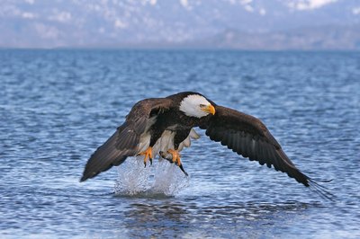 Bald Eagle snatching fish from ocean