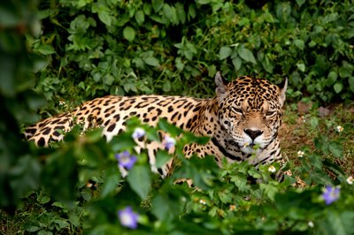 A jaguar in the Equadorian rainforest.