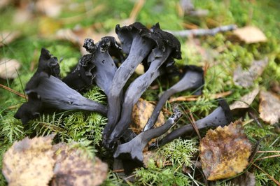 Black trumpets are found in North America during winter.