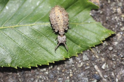 Close-up of ant lion on leaf