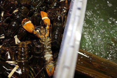 Live lobsters in crate