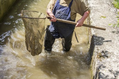 Man walking through raceway with net to harvest trout