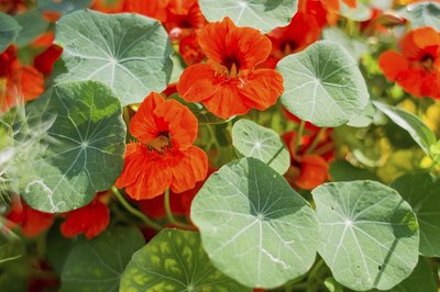 Close-up of nasturtiums