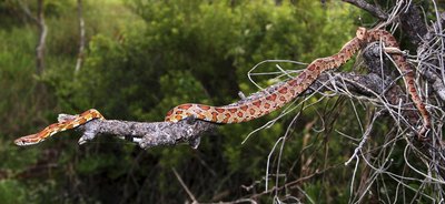 Red rat snake laying on tree branch.