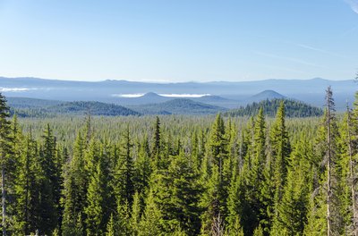 Forest filled with pine trees