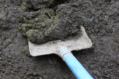 shovel in pile of cow manure fertilizer