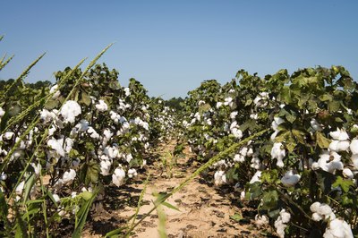 Contton plant growing in South Carolina.