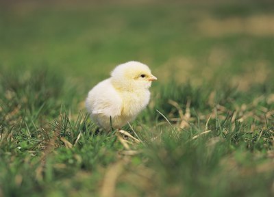 Baby chick