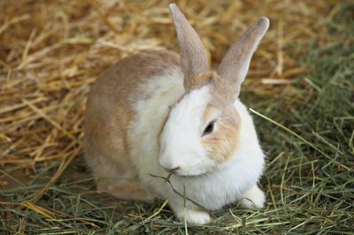 Rabbit