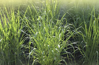 Switchgrass.