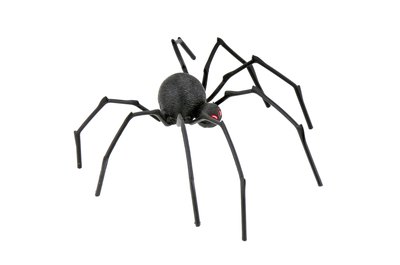 Black widow spider.