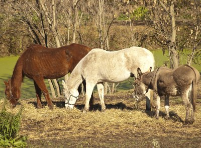 Donkeys are much easier keepers than horses -- obesity is a problem.