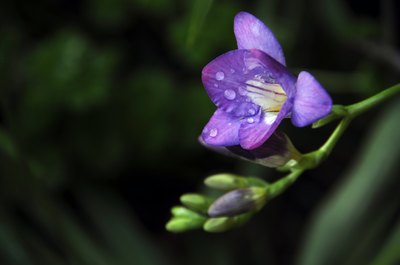 A purple freesia flower.