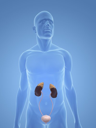 Stress causes adrenaline to be released from glands located on the top of the kidneys.