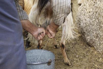 Raw goat milk can be used to make soap.