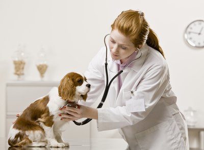 Bring your dog to the vet as soon as possible.
