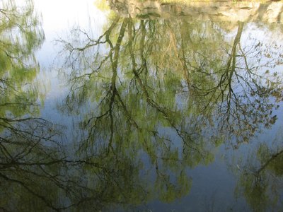 A reflection of corkscrew willow trees in the water.