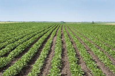 Soybeans keep digestive enzymes from working.