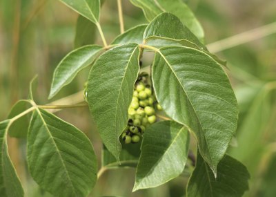 Poison ivy berries.