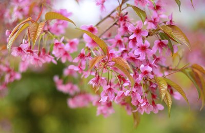 Let the birthday girl be the "cherry tree".