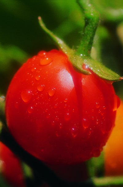 Tomatoes on the vine
