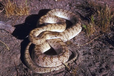 snake
