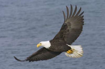 Bald Eagle in flight