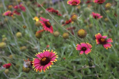 Red Indian blankets with yellow-tips growing in the grass.