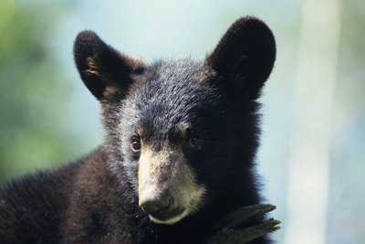 baby bear photo