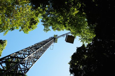 Scientists monitor climate change in a rainforest by taking samples from a tree canopy.