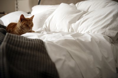cat on bed