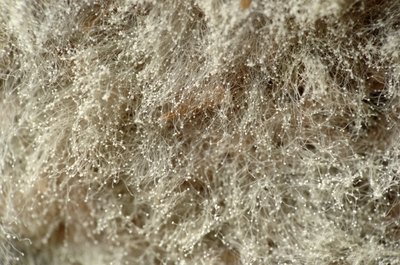 close up of mold