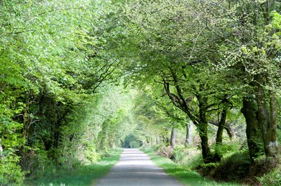 A sunny path covered by a canopy of trees.