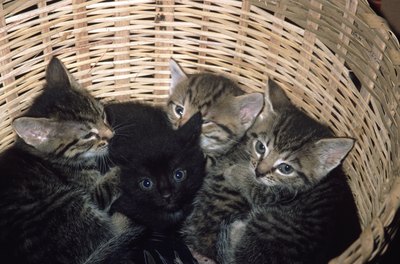 Cats can get pregnant as soon as 48 hours after delivering.