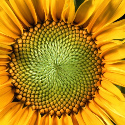 Adding sunflower seeds to your daily meals will help you meet your daily requirement for fiber.